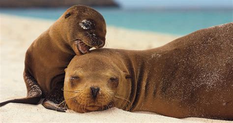 seal personality test